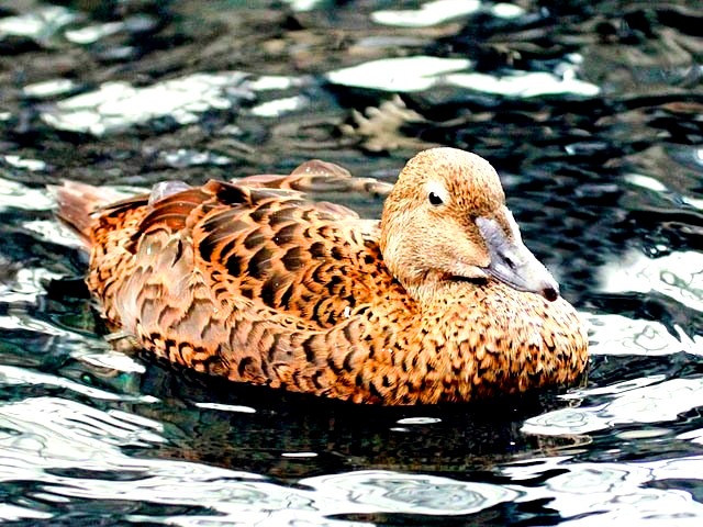 King eider